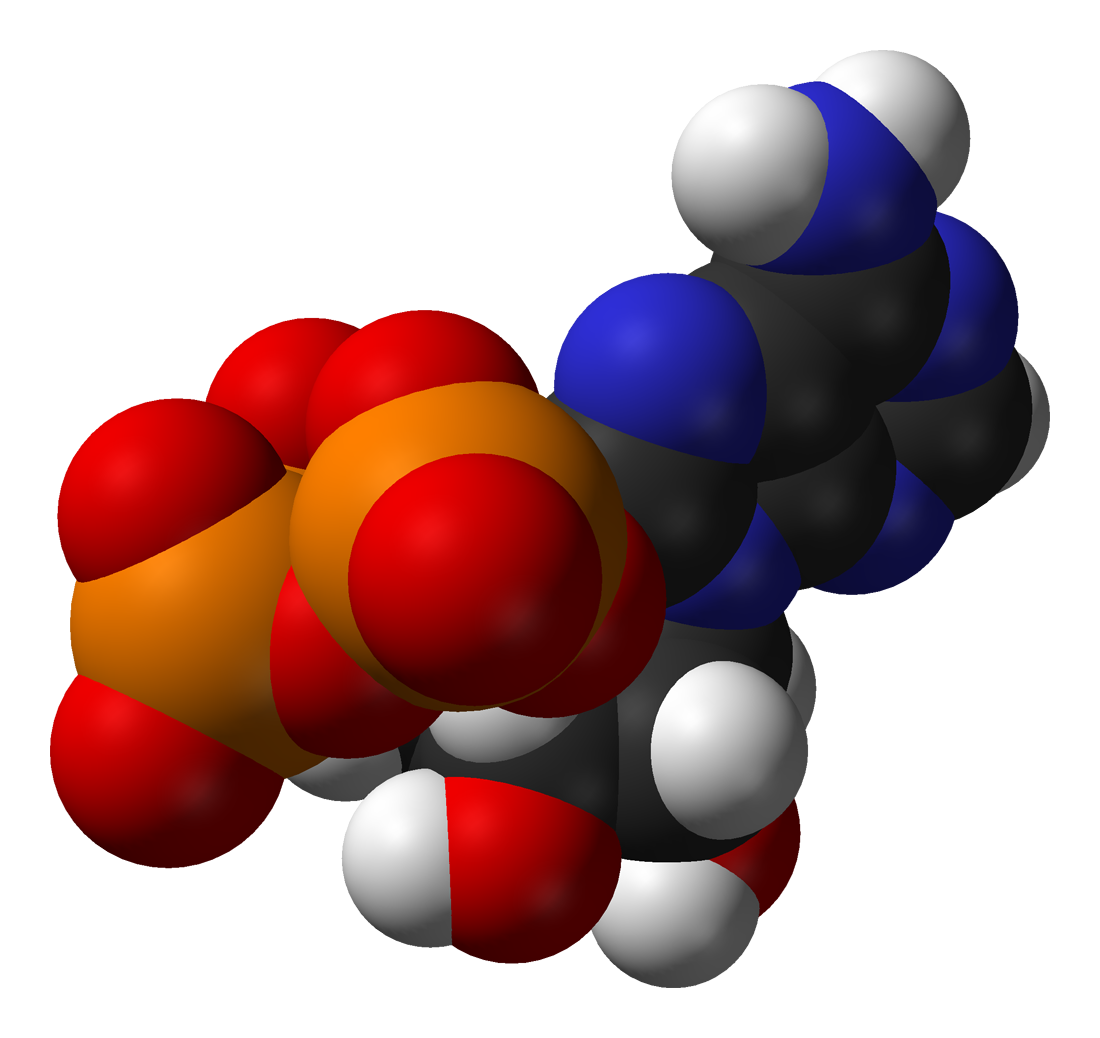 atp-molecule-rawfoodlife-llc