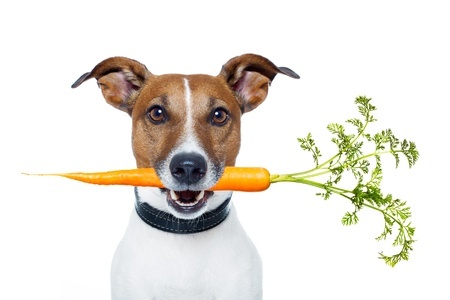 12810451 - dog eating carrot