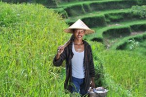 27108216 - traditional rice farmer