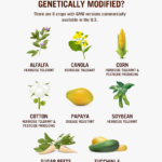 GMO crops chart