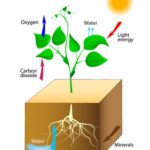 14965217 - oxygen producing plants vector schematic of photosynthesis in plants