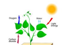 14965217 - oxygen producing plants vector schematic of photosynthesis in plants