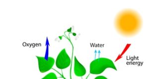 14965217 - oxygen producing plants vector schematic of photosynthesis in plants