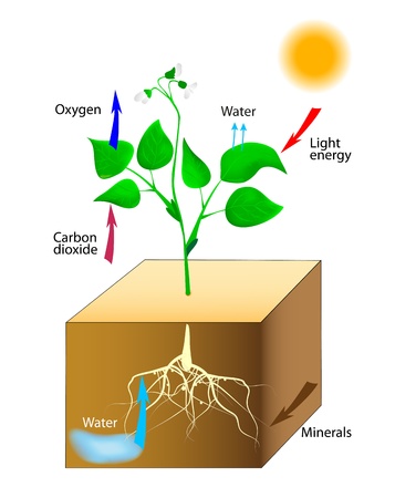 14965217 - oxygen producing plants vector schematic of photosynthesis in plants