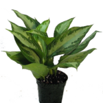 Chinese Evergreen