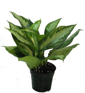 Chinese Evergreen