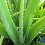 DT-662077 Aloe