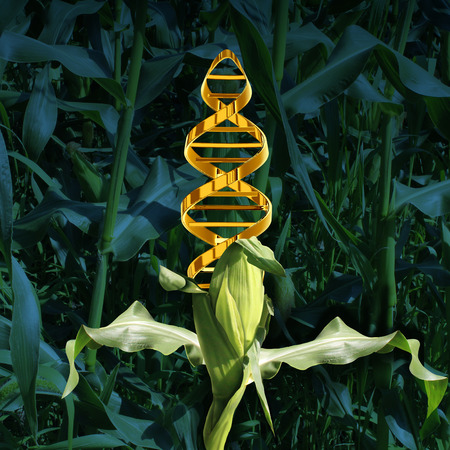 42846558 - GMO crops