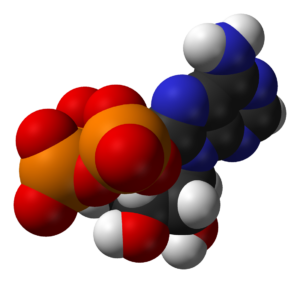 ATP molecule