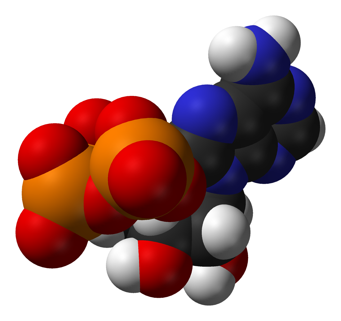 Which Feature Is Typical Of An Atp Driven Active Transport Mechanism ...