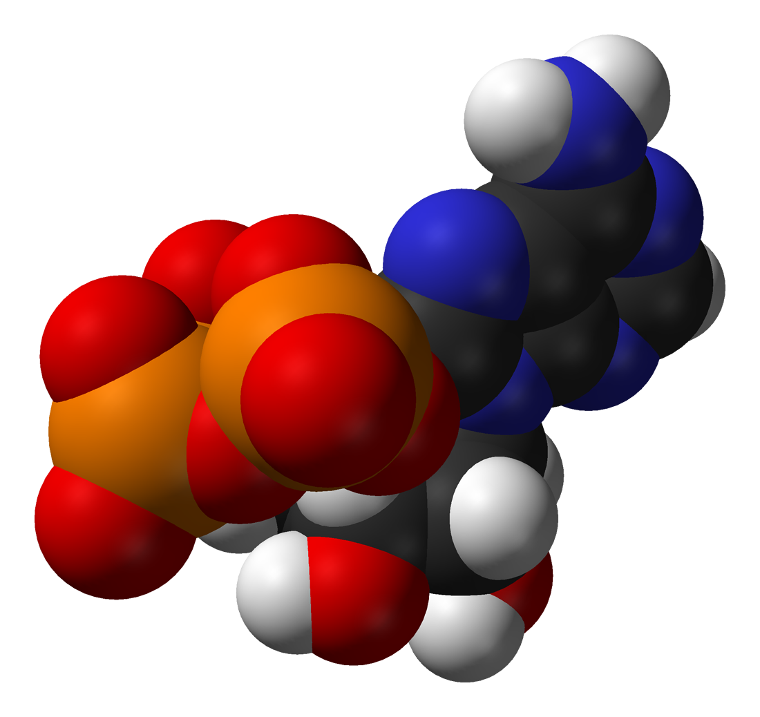  ATP Molecule RawFoodLife LLC