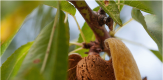 Capay Hills Organic Almonds