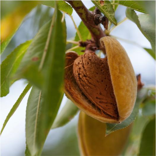 Capay Hills Raw Organic Almonds