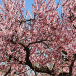 Capay Hills Almond Tree