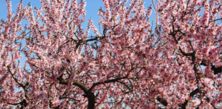 Capay Hills Almond Tree