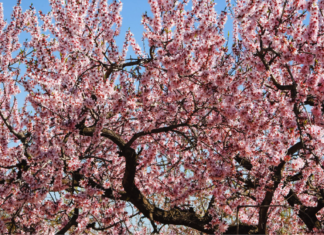 Capay Hills Almond Tree