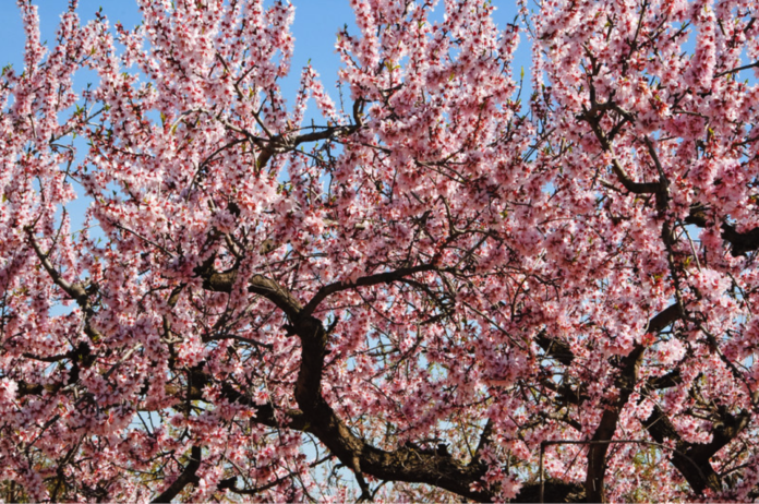 Capay Hills Almond Tree