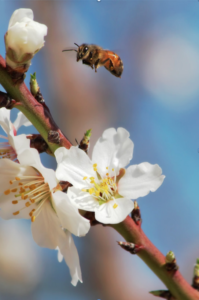 capay gills orchard bees