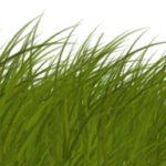 vegetation_grass_card_03