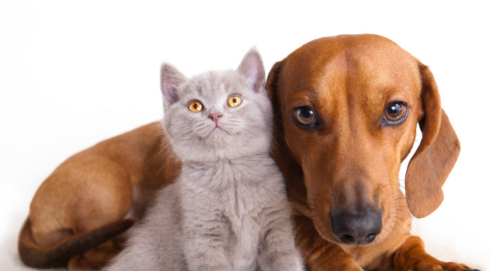 Raw Pets