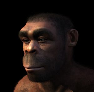 16153812 - homo erectus