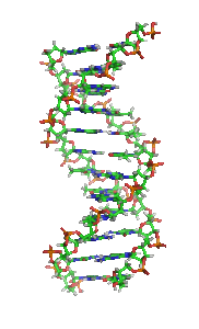 DNA Animated