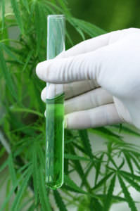 63453299 - cannabis in test tube