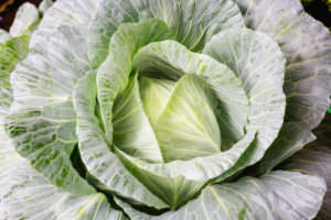 73347807 - fresh organic cabbage 