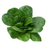 Spinach Isolated