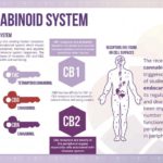 The Endocannabinoid System