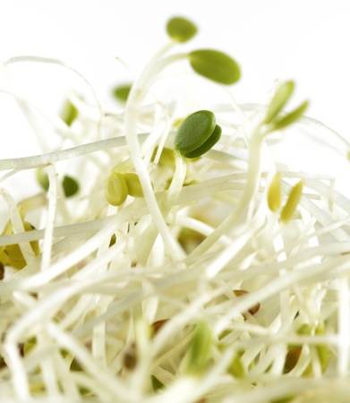 17541807 - fresh alfalfa sprouts